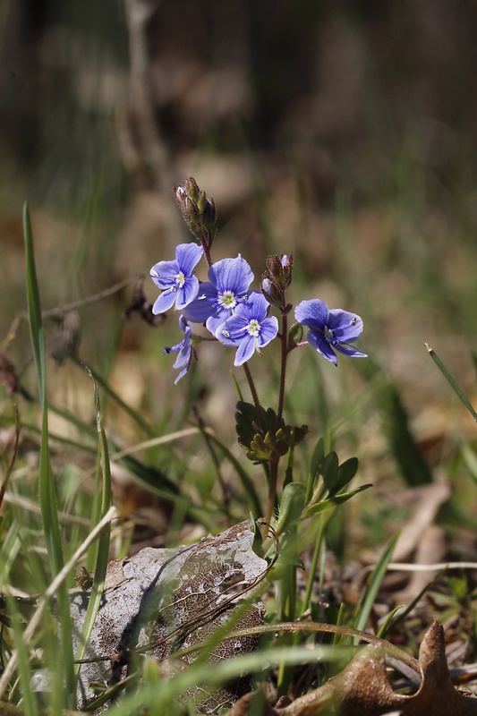 veronika viedenská Veronica vindobonensis (M. A. Fisch.) M. A. Fisch.