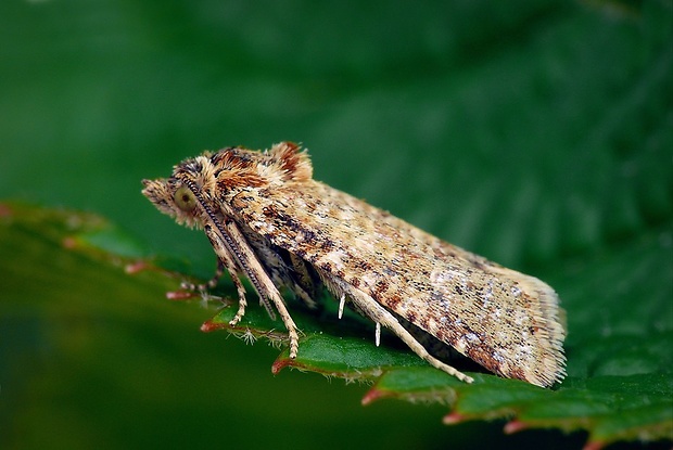 zvinúvač škvrnkatý (sk) / obalečík řebříčkový (cz) Aethes margarotana Duponchel, 1836