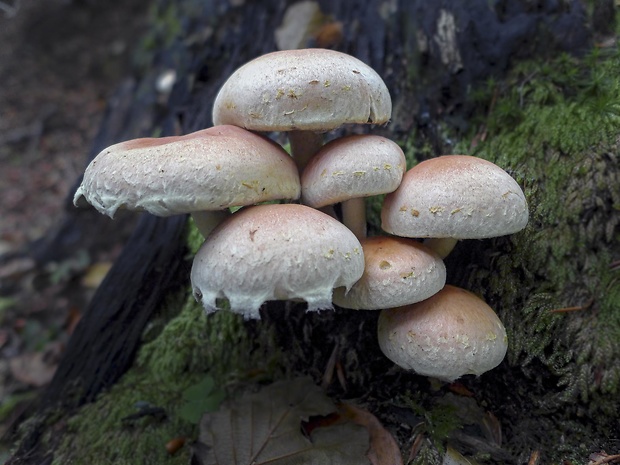 strapcovka tehlovočervená Hypholoma lateritium (Schaeff.) P. Kumm.