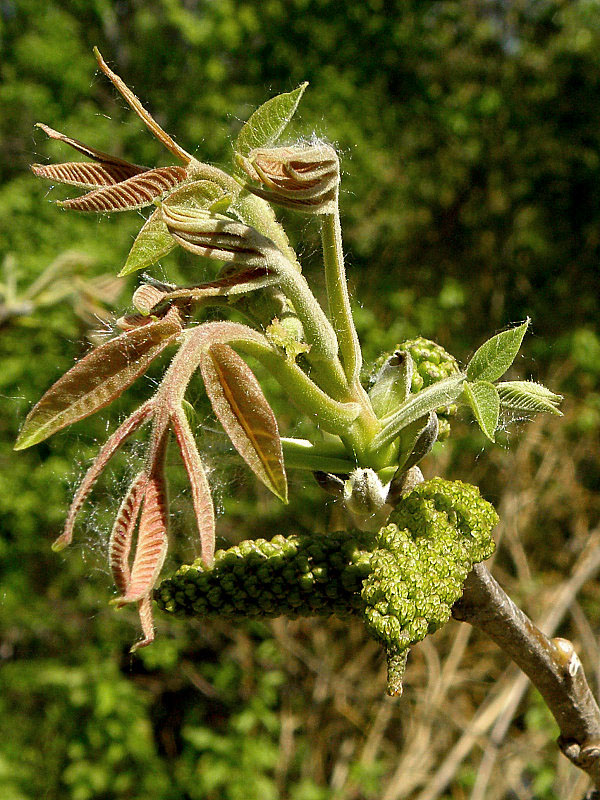 orech kráľovský Juglans regia L.