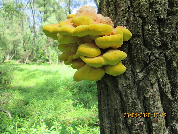 sírovec obyčajný Laetiporus sulphureus (Bull.) Murrill