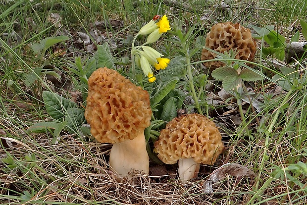 smrčok jedlý Morchella esculenta (L.) Pers.