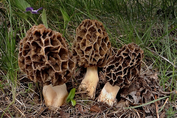 smrčok obyčajný Morchella vulgaris (Pers.) Gray