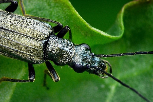 stehnáč (sk) / stehenáč zelenavý (cz) Oedemera virescens Linnaeus, 1767