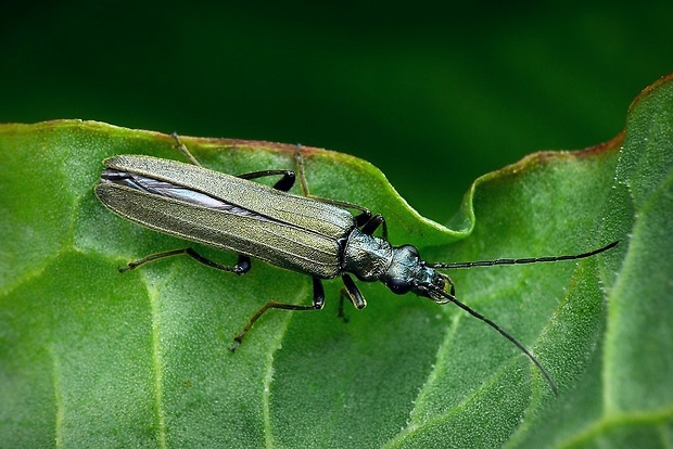 stehnáč (sk) / stehenáč zelenavý (cz) Oedemera virescens Linnaeus, 1767