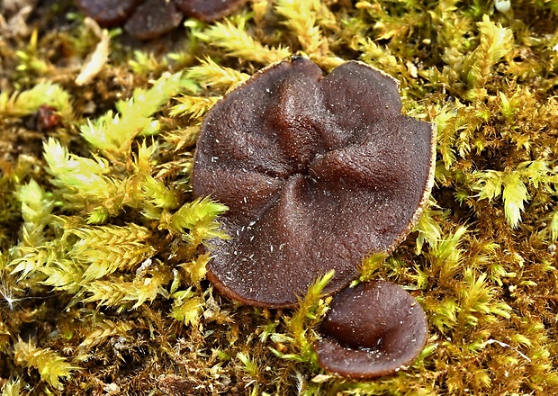 čiaška Peziza sp.