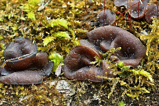 čiaška Peziza sp.