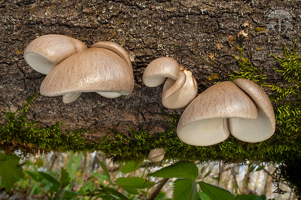 hliva závojová Pleurotus calyptratus (Lindblad ex Fr.) Sacc.