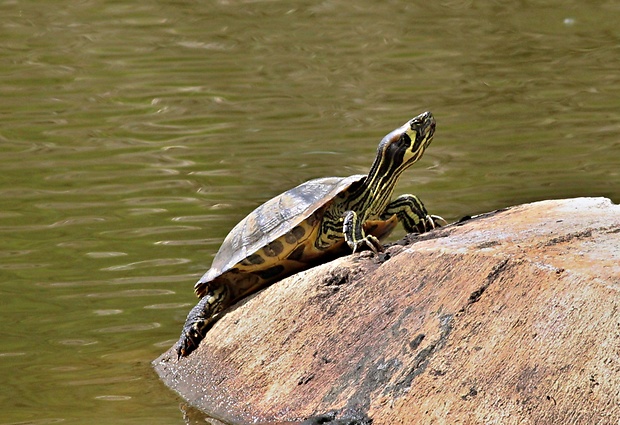 korytnačka písmenková Trachemys scripta