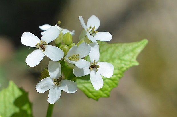 cesnačka lekárska Alliaria petiolata (M. Bieb.) Cavara et Grande