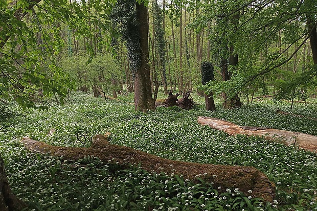 cesnak medvedí biotop Allium ursinum L.