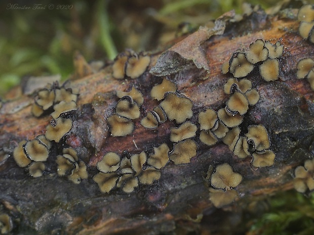 cenangium hrdzavé Cenangium ferruginosum Fuckel