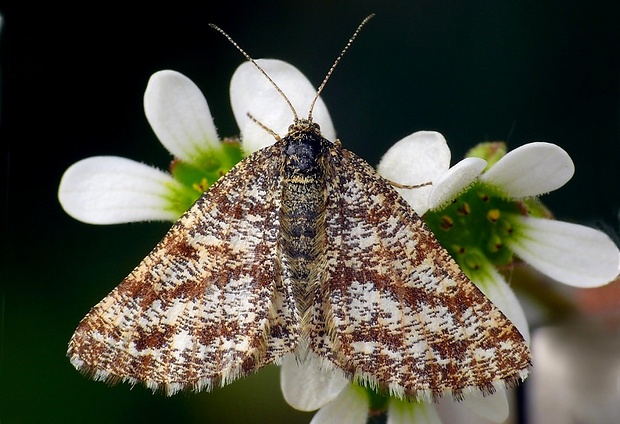 piadivka vresová (sk) / tmavoskvrnáč vřesový (cz) Ematurga atomaria Linnaeus, 1758