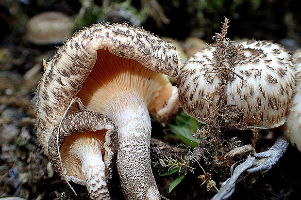 húževnatec tigrovaný Lentinus tigrinus (Bull.) Fr.