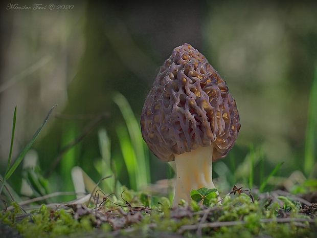 smrčok kužeľovitý Morchella conica Pers.