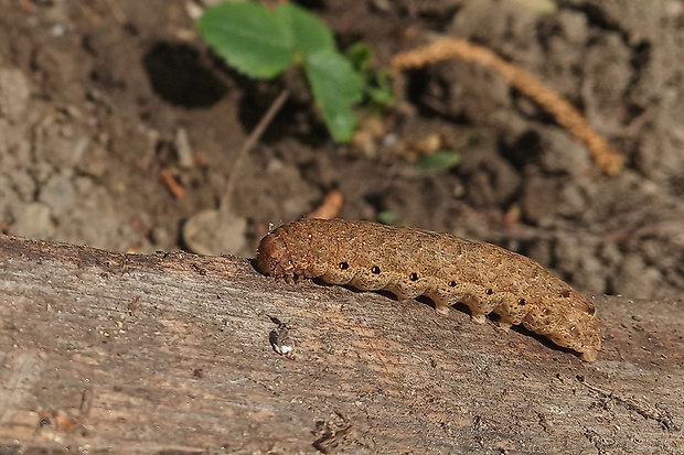 mora zemiaková - husenica Noctua fimbriata