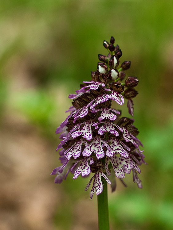 vstavač purpurový Orchis purpurea Huds.