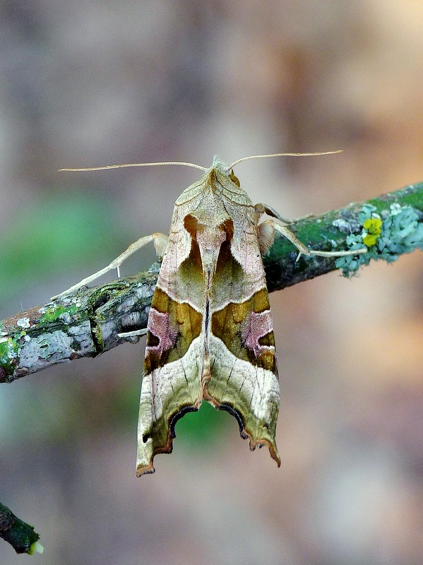 sivkavec mramorovaný Phlogophora meticulosa