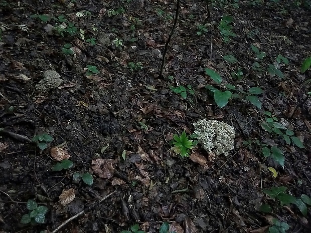 trúdnik klobúčkatý Polyporus umbellatus (Pers.) Fr.