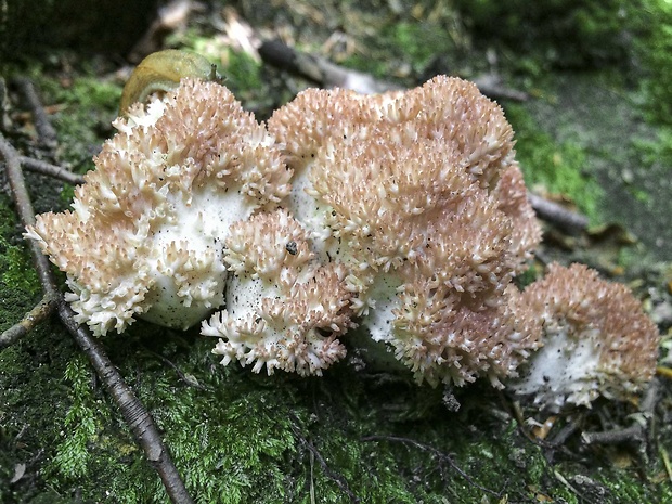 strapačka koralovitá Ramaria botrytis (Pers.) Ricken