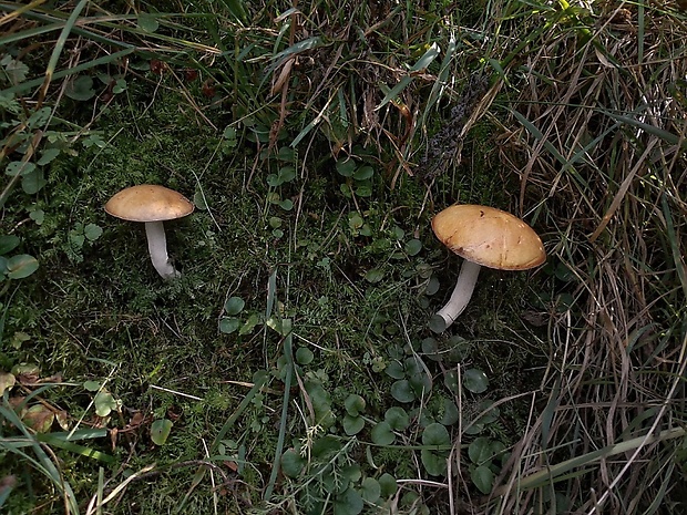 masliak zrnitý Suillus granulatus (L.) Roussel