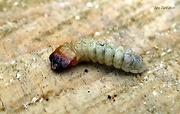 fúzač hrubý - larva