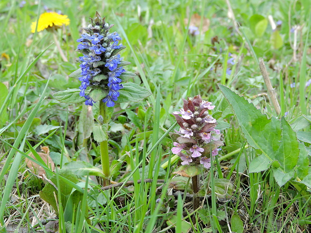 zbehovec plazivý Ajuga reptans L.