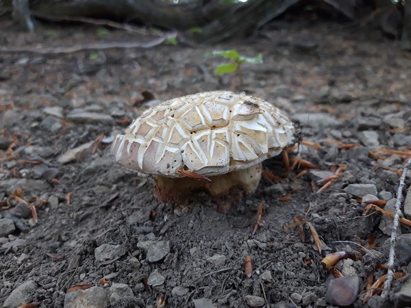 hríb sosnový Boletus pinophilus Pil. et Dermek in Pil.