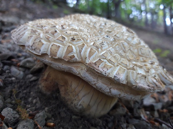 hríb sosnový Boletus pinophilus Pil. et Dermek in Pil.