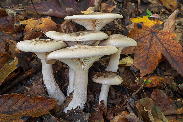 strmuľka inovaťová Clitocybe nebularis (Batsch) P. Kumm.