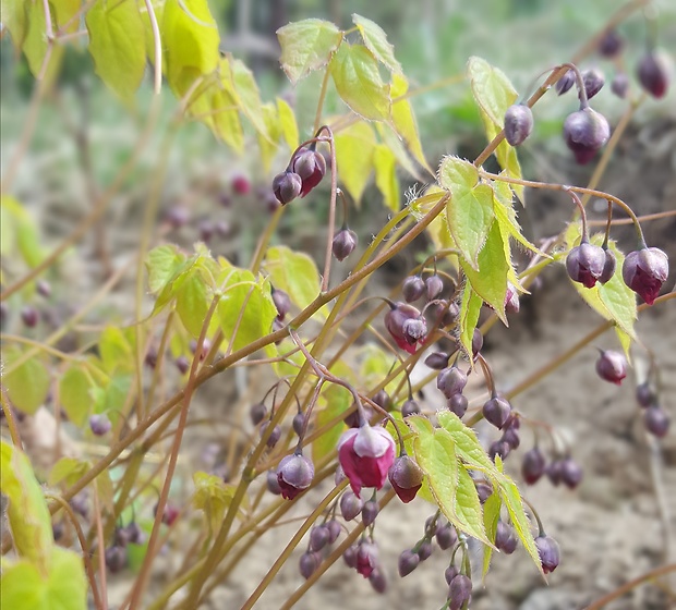 krpčiarka Epimedium rubrum