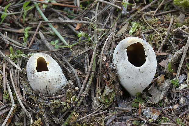 chriapač sosnový Helvella leucomelaena (Pers.) Nannf.