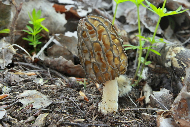 smrčok kužeľovitý Morchella conica Pers.