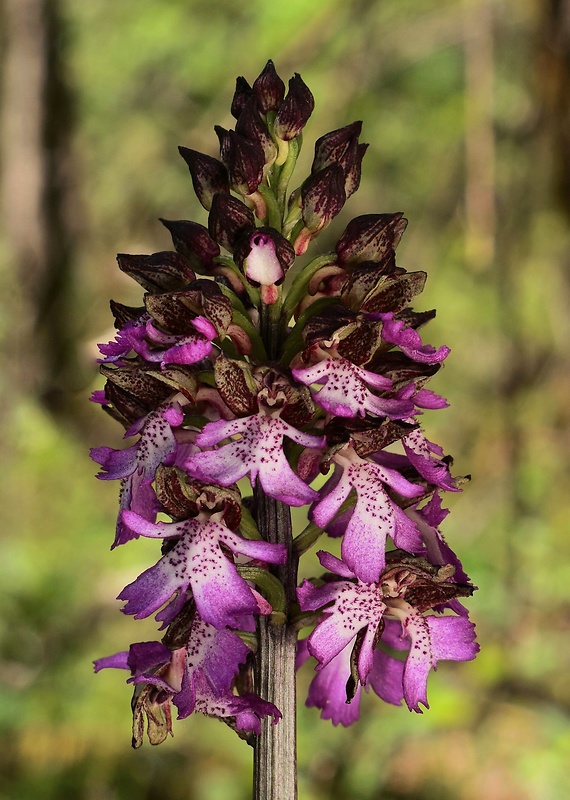 vstavač purpurový Orchis purpurea Huds.