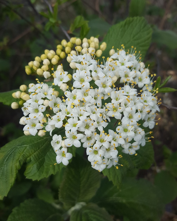 kalina siripútková Viburnum lantana L.