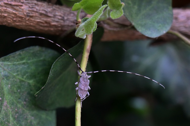 vrzunik borovicový Acanthocinus aedilis