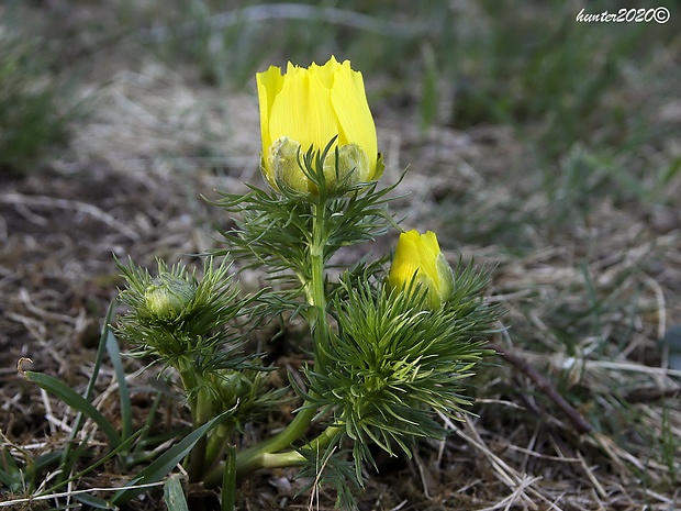 hlaváčik jarný Adonis vernalis L.