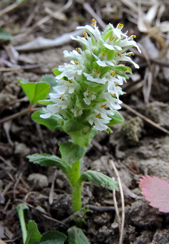 zbehovec plazivý Ajuga reptans L.