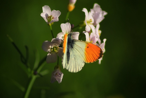 mlynárik žeruchový Anthocharis cardamines