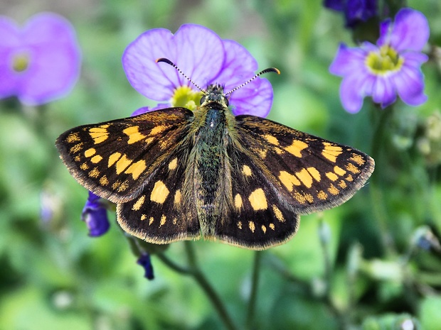 súmračník skorocelový Carterocephalus palaemon