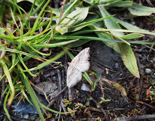 piadivka mnohočiara Costaconvexa polygrammata