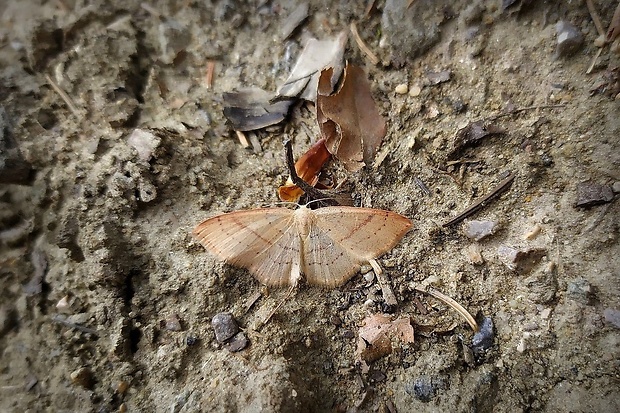 piadica dubová (sk) / očkovec dubový (cz) Cyclophora punctaria Linnaeus, 1758