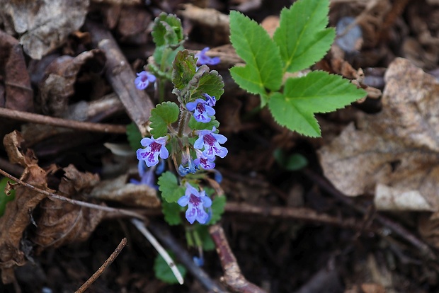 zádušník brečtanovitý Glechoma hederacea L.