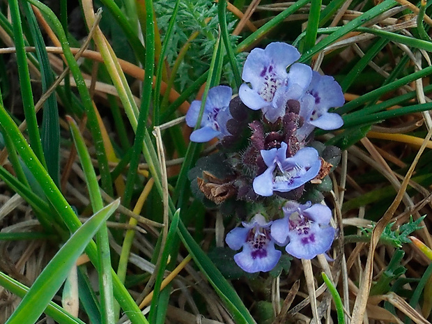 zádušník brečtanovitý Glechoma hederacea L.