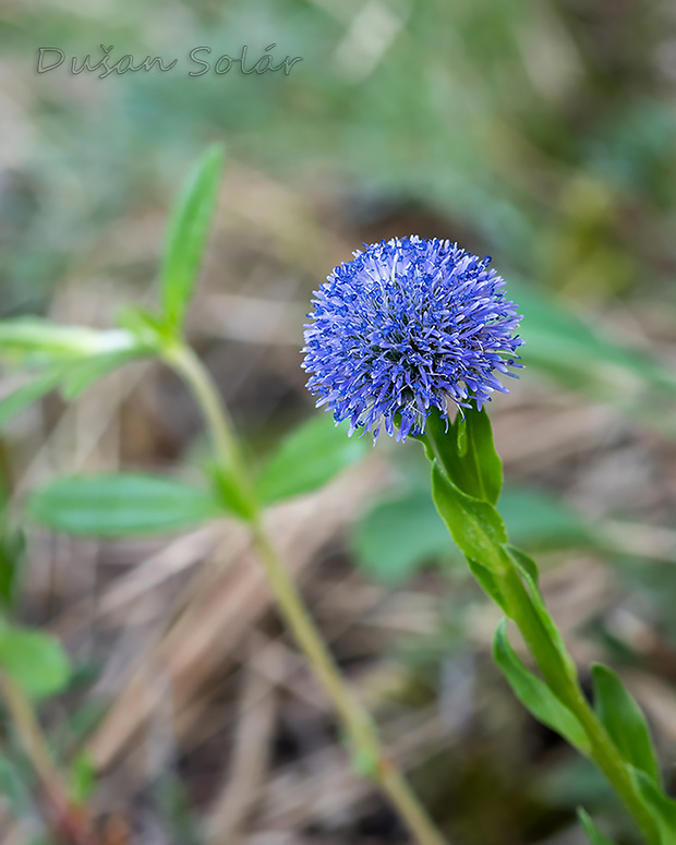 guľôčka bodkovaná Globularia punctata Lapeyr.