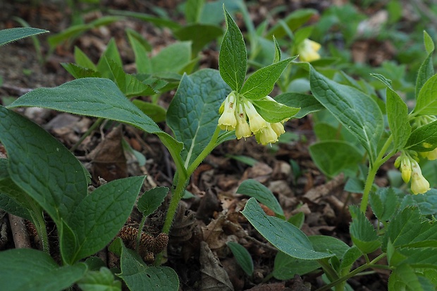 kostihoj hľuznatý Symphytum tuberosum L.