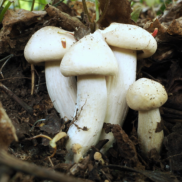 čírovnica májová Calocybe gambosa (Fr.) Donk