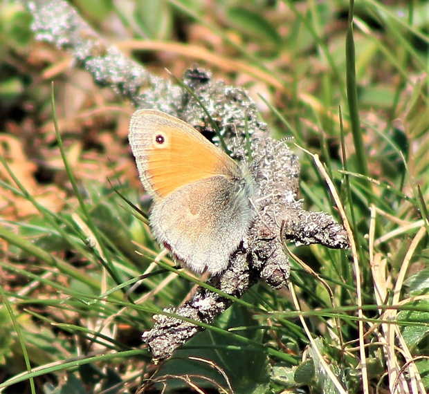 očkáň pohánkový Coenonympha pamphilus