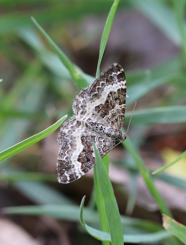 piadivka obyčajná  Epirrhoe alternata