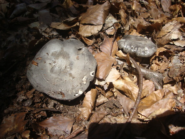 šťavnačka marcová Hygrophorus marzuolus (Fr.) Bres.